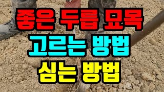 좋은 두릅묘목 구입방법과  빨리 심는방법 이런것쯤은 알고 두릅 재배해야죠