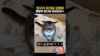 이게 제로투냥?