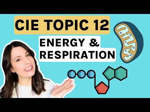 Energy & Respiration Topic 12 ENTIRE topic for CIE A-level