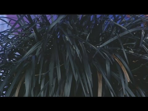 Black foliage plants