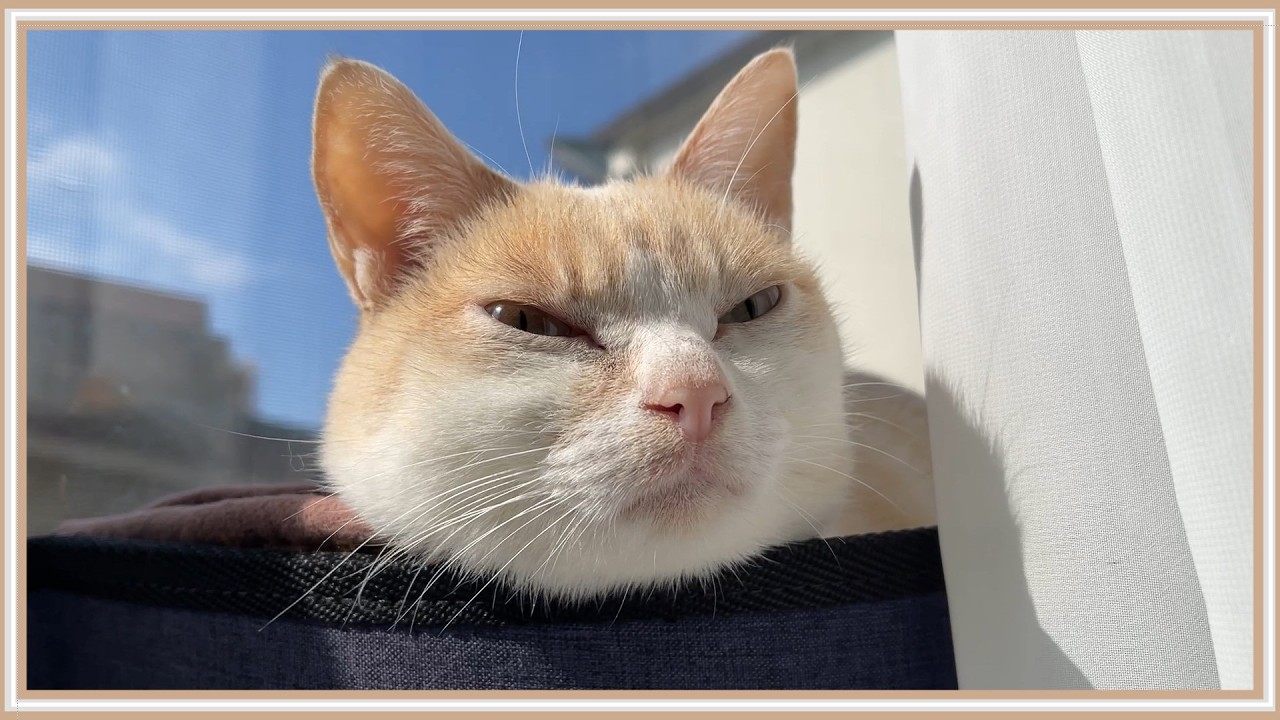 【悲報】病気の猫が鳴き声をあげているので原因を突き止めました