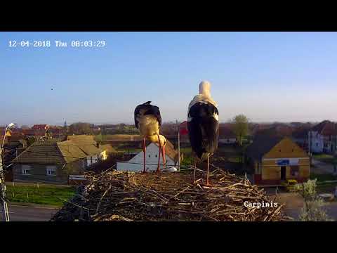 Barza albă, Cărpiniș | 2018.04.12 | Primul ou cade din cuib