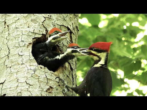 image-What is the most common woodpecker in North America?