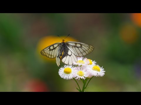 5月のぼくの庭のチョウ （小諸）