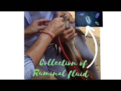 Collection of Ruminal fluid from goat 🐐