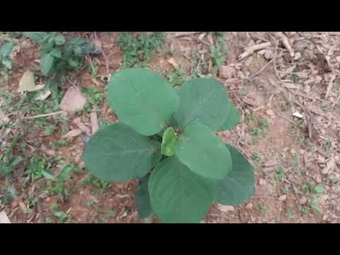 8/4/2023 tshuaj zoo mob zwm siab zwm ntsws ntuav ntuav zoo heev li os