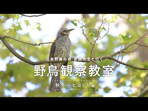 アメリカヒヨドリについて詳しく解説