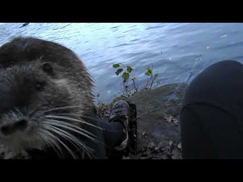 19 "Eleganter Abgang" Nutria an der Ruhr