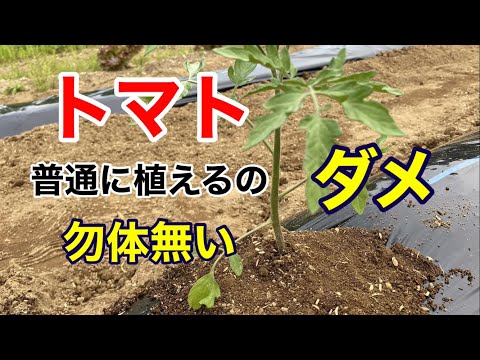  4月末にトマトを植えることはできますか？それらをうまく植えるにはどうすればよいでしょうか？簡単なビデオガイド  庭園