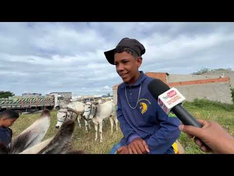 Feira do Carro de Boi em São José da Tapera - AL 25 - 07 - 2025 #nordeste 