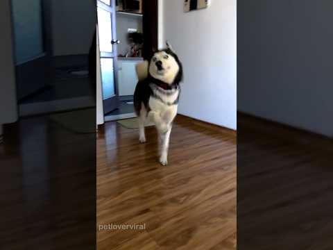 Funny husky#dogvideos #doglover #husky #huskylife #fyp