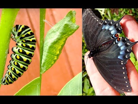 download lagu mp3 mp4 Black Swallotail Caterpillar, download lagu Black Swallotail Caterpillar gratis, unduh video klip Black Swallotail Caterpillar