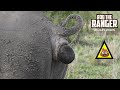 Young White Rhino Bull At A Territorial Midden