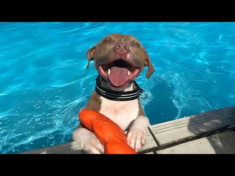 Les pitbulls sont connus pour être les chiens les plus loufoques de la planète.