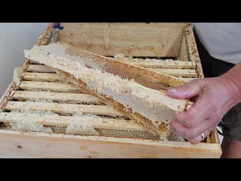 Pressning av honung (testanläggning)