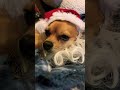DORITO CLAUS! #chihuahua  #chihuahuafanatics