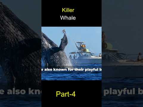 Ultimate Orca Insights: Everything You Need to Know!