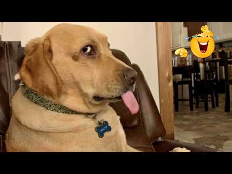 These Dogs And Cats Are Comedy Legends 😂🐾 | Ultimate Funny Pet Videos Compilation 🤣😹