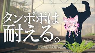 【タンポポは耐える。】たんぽぽぽぽぽぽぽぽぽぽぽぽぽぽぽぽぽぽぽぽぽぽぽぽぽぽ【博衣こより/ホロライブ】