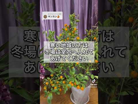 初心者の園芸家がなぜオレンジの果樹を植えるのか