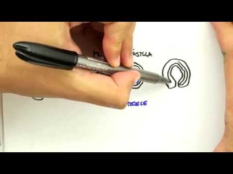 Me Salva! Extensivo de Biologia - ZOO01 - Introdução à Zoologia