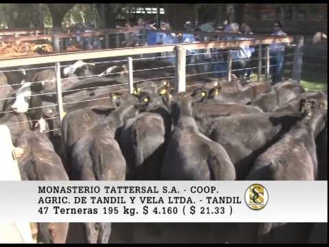 Monasterio Tattersall/Coop.Agric.Gan.Tandil y Vela- Tandil - Venta Hembras - 24/02/2015
