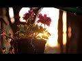 Dil Kahta Hai Chal Unse Mill Status Music Nature Video Edit