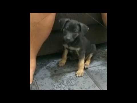 o novo membro da familia, super Doki o cão artista!!!