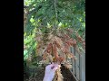 Are your redwood trees looking brown?