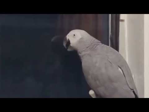 Stan Twitter: a parrot saying: "Suck, rurururuugh, suck..."