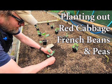 , title : 'Allotment Diary : Planting Red Cabbage, French Beans & Peas'