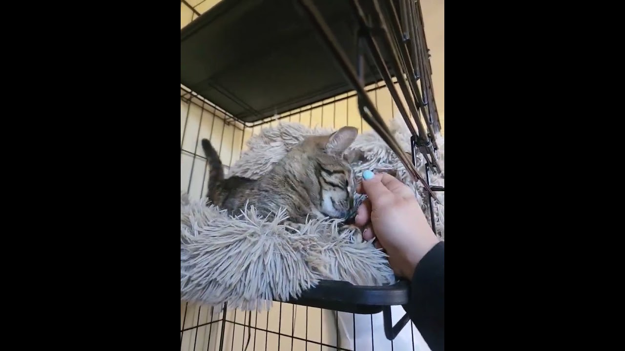 Enlarge Kiki, an adopted mixed breed in New York, NY video 2/6