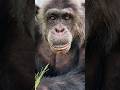 Spencer the Chimpanzee! #chimpanzee #rescue