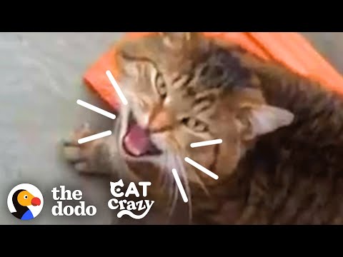 Stray Cat Keeps Sneaking In For Food | The Dodo Cat Crazy
