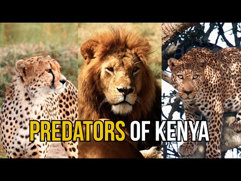 Predators of Kenya - Dean Schneider