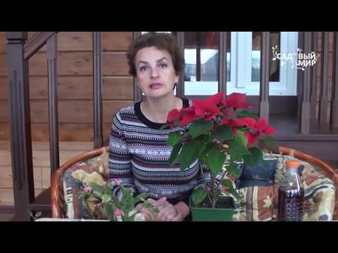 Как выращивать пуансеттию Рождественская звезда