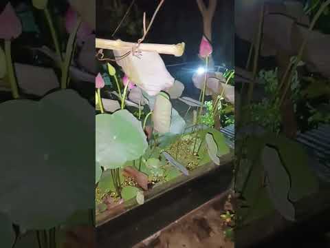 Red & green Lotus togather