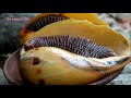 Cooking The large snail with Spicy sauce for Food forest - Cook Big snail and Eating delicious Ep 6 thumbnail 1