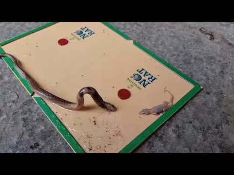 a spectacled cobra rescued from a rat glue trap!