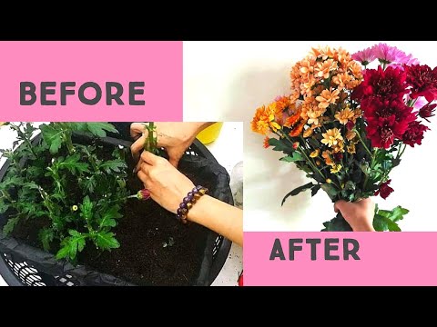 HOW TO GROW CHRYSANTHEMUM FROM CUTTINGS #houseplants #flowers #chrysanthemum #diy #plants
