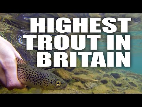 The highest wild trout in the UK? 