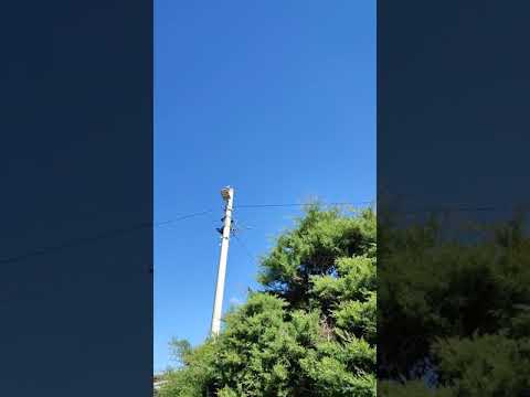 joeboy alcohol dance by jemmoh mfalme