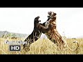 The Jungle Book 2016 Shere Khan And Bagheera Fight Scene Tamil 6 15 Movieclips Tamil