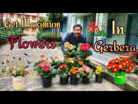 download lagu mp3 mp4 Gerbera Daisy Blooming Season, download lagu Gerbera Daisy Blooming Season gratis, unduh video klip Gerbera Daisy Blooming Season