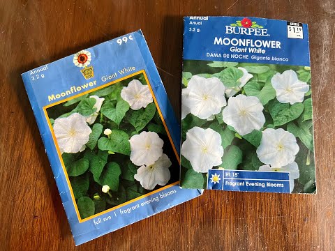 The Secret to Germinating Moonflowers