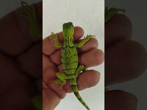 O tamanho do camaleão..Em Marco CE..