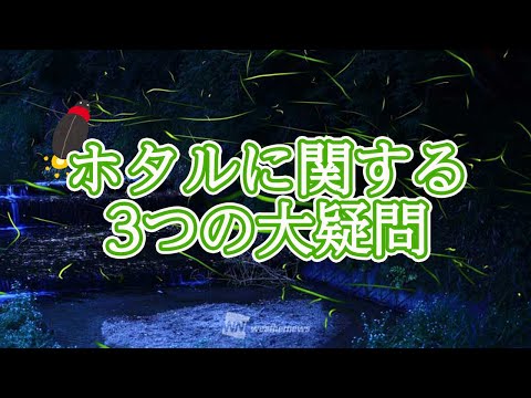 ホタルはなぜ光るのですか?