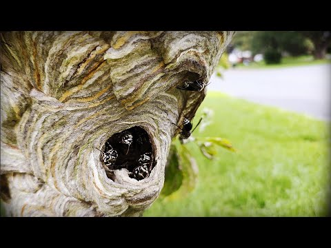 🚨Massive UNICORN Hornets Nest Removal! 2 Nests!🚨 Wasp Nest Removal