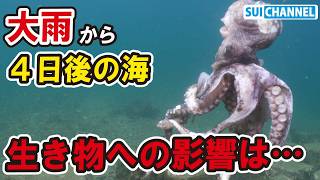 豪雨から4日後の海で力尽きたタコと様子のおかしいハタに遭遇…大雨による生き物の影響を調べてみた