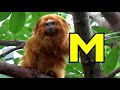 ALPHABET ANIMALS PHONICS ALPHABET SONG Toddlers Preschool K 3 Part 39 StayHome WithMe